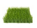 EUROPALMS Artificial grass tile, sun, 25x25cm