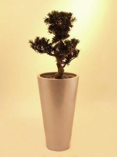 EUROPALMS Bonsai podocarpus, artificial plant, 80cm