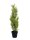 EUROPALMS Cypress, Leyland, artificial plant, 60cm
