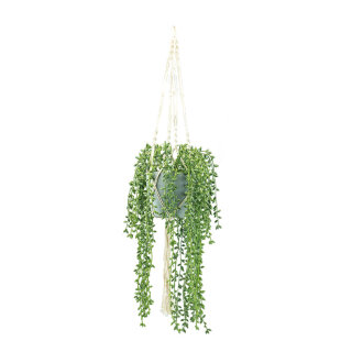 Erbsenpflanze im Topf, mit Seil zum Hängen     Groesse: H: 100cm, Ø 17cm    Farbe: grün