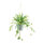 Spider plant in pot, with rope hanger     Size: H: 90cm, Ø 17cm    Color: green