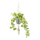 Ivy in pot, with rope hanger     Size: H: 90cm, Ø...