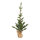 Christmas tree in jute bag - Material: 100% PE-tips - Color: green - Size: 70cm