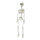 Skeleton to hang - Material: made of plastic - Color: natural-coloured - Size: 75cm