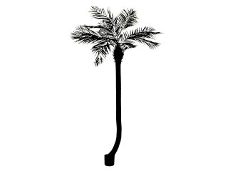 EUROPALMS Phönixpalme luxor gebogen, Kunstpflanze, 240cm