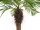 EUROPALMS Phoenix palm tree luxor curved, artificial plant, 240cm