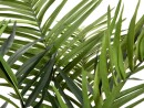 EUROPALMS Kentia Palme, Kunstpflanze, 240cm