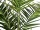 EUROPALMS Kentia palm tree, artificial plant, 240cm