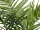 EUROPALMS Kentia palm tree, artificial plant, 240cm