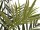 EUROPALMS Kentia Palme, Kunstpflanze, 300cm
