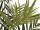 EUROPALMS Kentia palm tree, artificial plant, 300cm