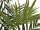 EUROPALMS Kentia Palme, Kunstpflanze, 300cm