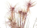 EUROPALMS Sunny grass, artificial plant, 120 cm