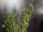 EUROPALMS Immergrünstrauch mit Gras, Kunstpflanze, 120 cm