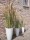 EUROPALMS Chinese silvergrass, artificial, 110cm