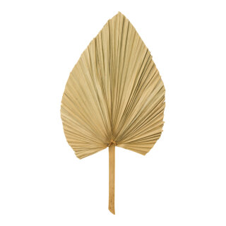 Palm leaf out of natural material     Size: 70x45cm    Color: natural-coloured