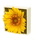 Blumenbox GIRASOL AMARILLO 20x20x11cm.