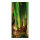 Motivdruck "Blumenzwiebeln", Papier, Größe: 180x90cm Farbe: grün/braun   #