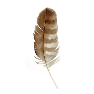 Banner "Feather" paper - Material:  - Color: white/beige - Size: 180x90cm