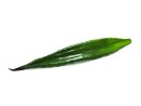 EUROPALMS Aloe leaf (EVA), artificial, green, 60cm