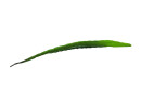 EUROPALMS Aloe leaf (EVA), artificial, green, 60cm