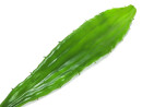 EUROPALMS Aloe leaf (EVA), artificial, green, 60cm