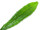 EUROPALMS Aloe leaf (EVA), artificial, green, 60cm