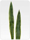 Sansevieria-Blatt 2tlg, Länge ca. 53 + 63 cm