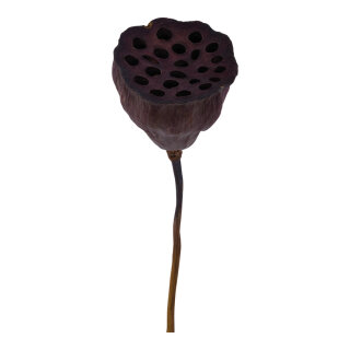 Lotusblume getocknet     Groesse: 60-75cm, Ø ca. 7cm    Farbe: braun
