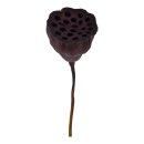 Lotusblume getocknet     Groesse: 60-75cm, Ø ca....
