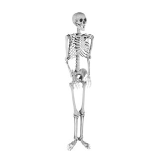 Skeleton  - Material: out of plastic - Color: grey - Size: 165x42x17cm