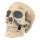 Totenkopf aus Styropor     Groesse: 42x38x38cm    Farbe: beige
