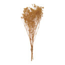 Dried flowers  - Material:  - Color: natural-coloured -...