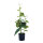 Weintraubenpflanze aus Kunststoff/Kunstseide, im Topf, mit grünen Weintrauben     Groesse: 56cm, Topf: 10x10cm    Farbe: grün