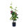 Weintraubenpflanze aus Kunststoff/Kunstseide, im Topf, mit roten Weintrauben     Groesse: 81cm, Topf: 12,5x11,5cm    Farbe: grün/rot