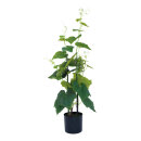 Grape plant in pot out of plastic/artificial silk, in a...