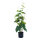 Weintraubenpflanze aus Kunststoff/Kunstseide, im Topf, mit grünen Weintrauben     Groesse: 81cm, Topf: 12,5x11,5cm    Farbe: grün