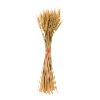 Weizenbündel ca. 100 Halme, aus Naturmaterial, gebleicht     Groesse: 50cm    Farbe: naturfarben