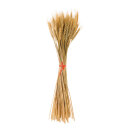 Wheat bundle ca. 100 stems - Material: out of natural...
