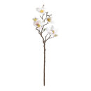 Magnolienzweig mit 6 Blüten & 2 Knospen, aus...