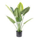 Aureum Bonsai 9 leaves - Material: out of...