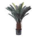 Cycad sago palm in pot 36 leaves, out of...
