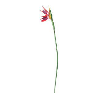 Bird of paradise out of plastic, flexible     Size: 80cm, stem: 62cm    Color: multicoloured