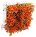 Blumenbox SPRINGERI NRJA. für Innen und Außen,...