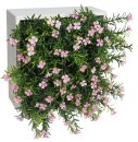 Blumenbox FLOR SILV.ROSA für Innen und Außen,...