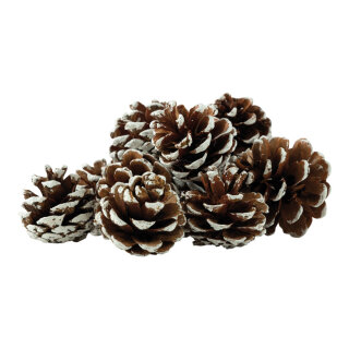 Tannenzapfen 12Stck./Btl., echte Zapfen, beschneit     Groesse: ca. 4-5cm    Farbe: braun/weiß