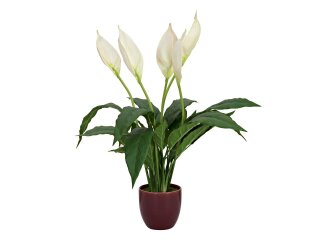 EUROPALMS Lily Peace, artificial plant, 49cm