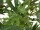 EUROPALMS Cannabis-plant,textile, 150cm