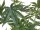 EUROPALMS Cannabis-plant,textile, 120cm