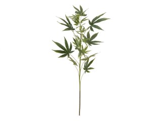 EUROPALMS Cannabis-spra, textile, 90cm